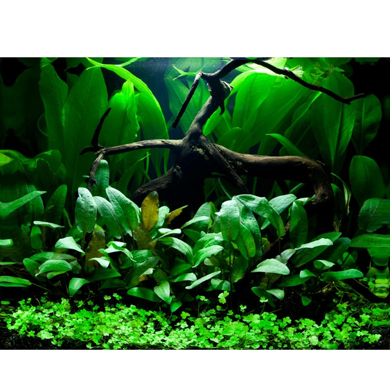 Tropica Hydrocotyle tripartita 1-2-GROW x 3