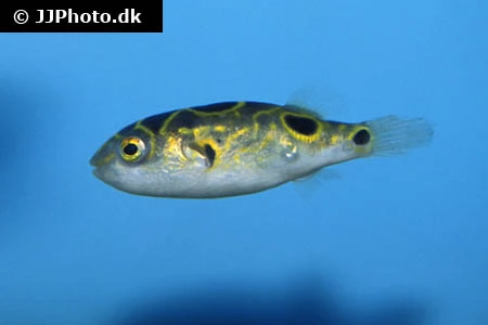 Ottetals Kuglefisk (tetraodon biocellatus)