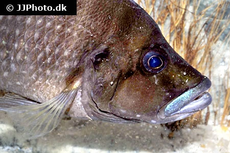 Altolamprologus compressiceps