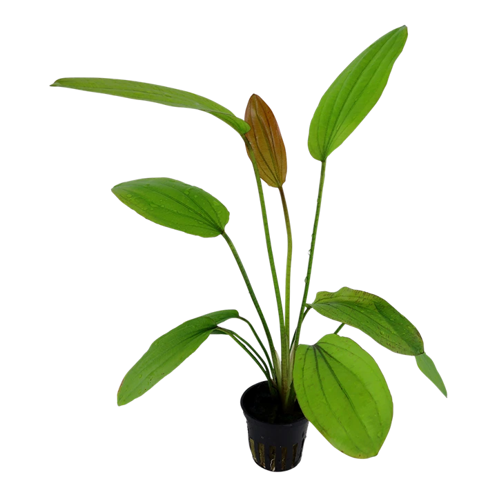 Tropica Akvarieplante i potte Echinodorus Rose
