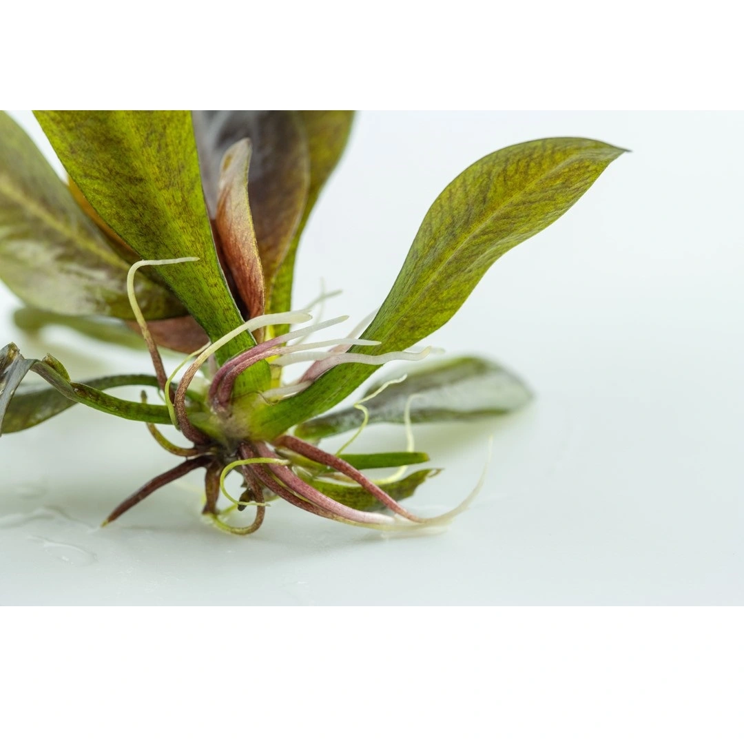 Tropica Echinodorus Reni 1-2-GROW x 3
