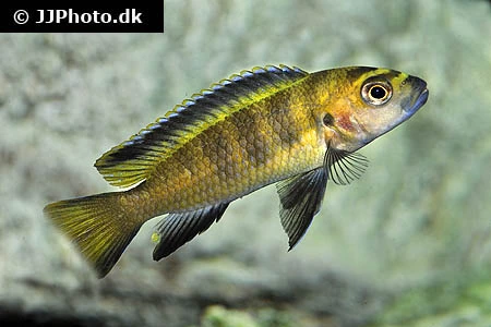 Chindongo Flavus (Tidl. Pseudotropheus Flavus)
