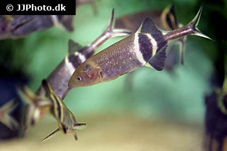 Elefantfisk (Gnathonemus petersii)