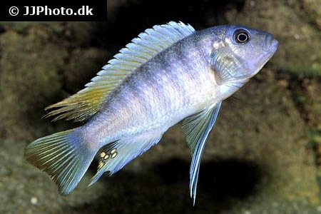 Metriaclima Greshakei