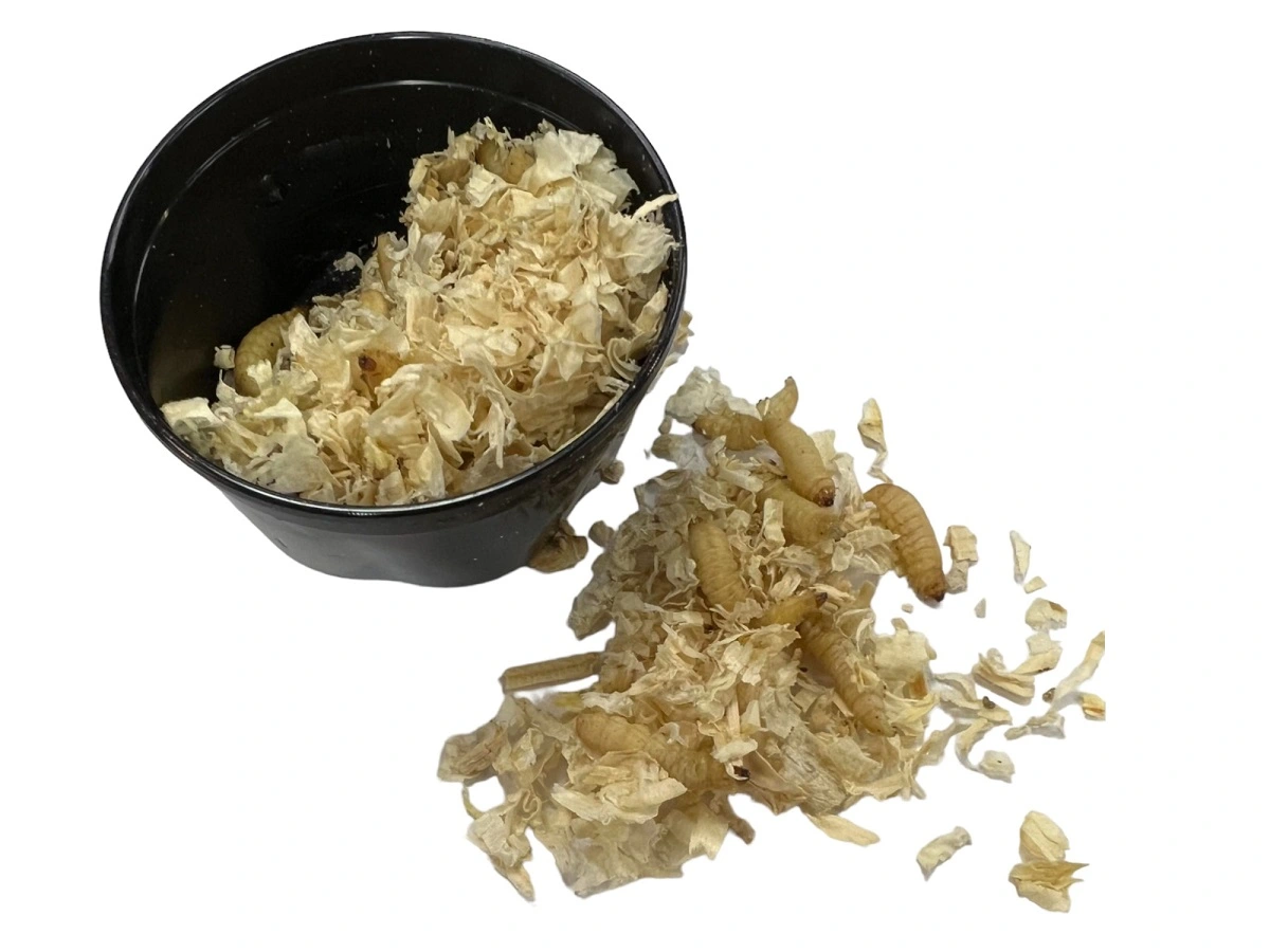 Voksmøl larver (Galleria mellonella) 30 stk