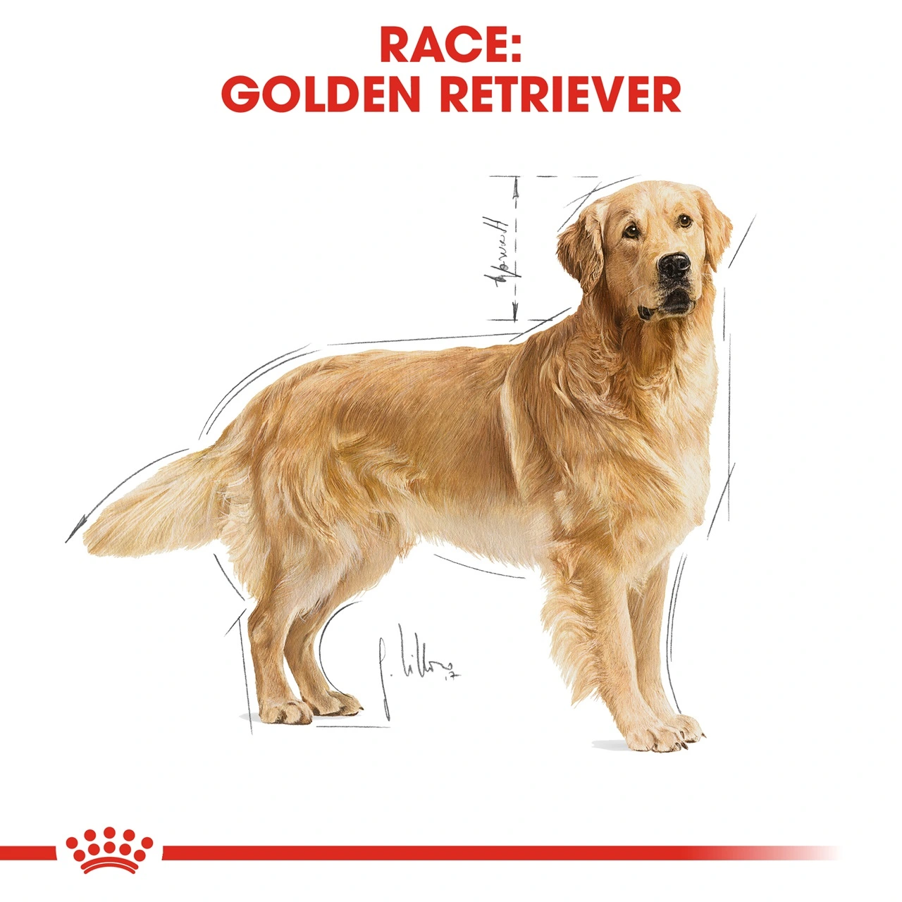 Royal Canin Golden Retriever Adult 12 kg - tørfoder til voksne hunde