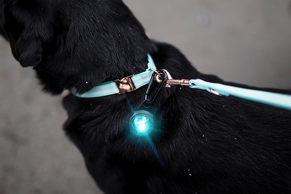 Orbiloc hundelygte Turquoise