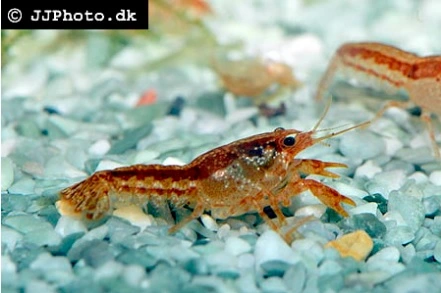 Orange Dværg Krebs (Cambarellus Patzcuarensis Orange)