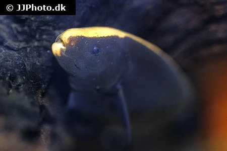 Black Ghost (Apteronotus albifrons)