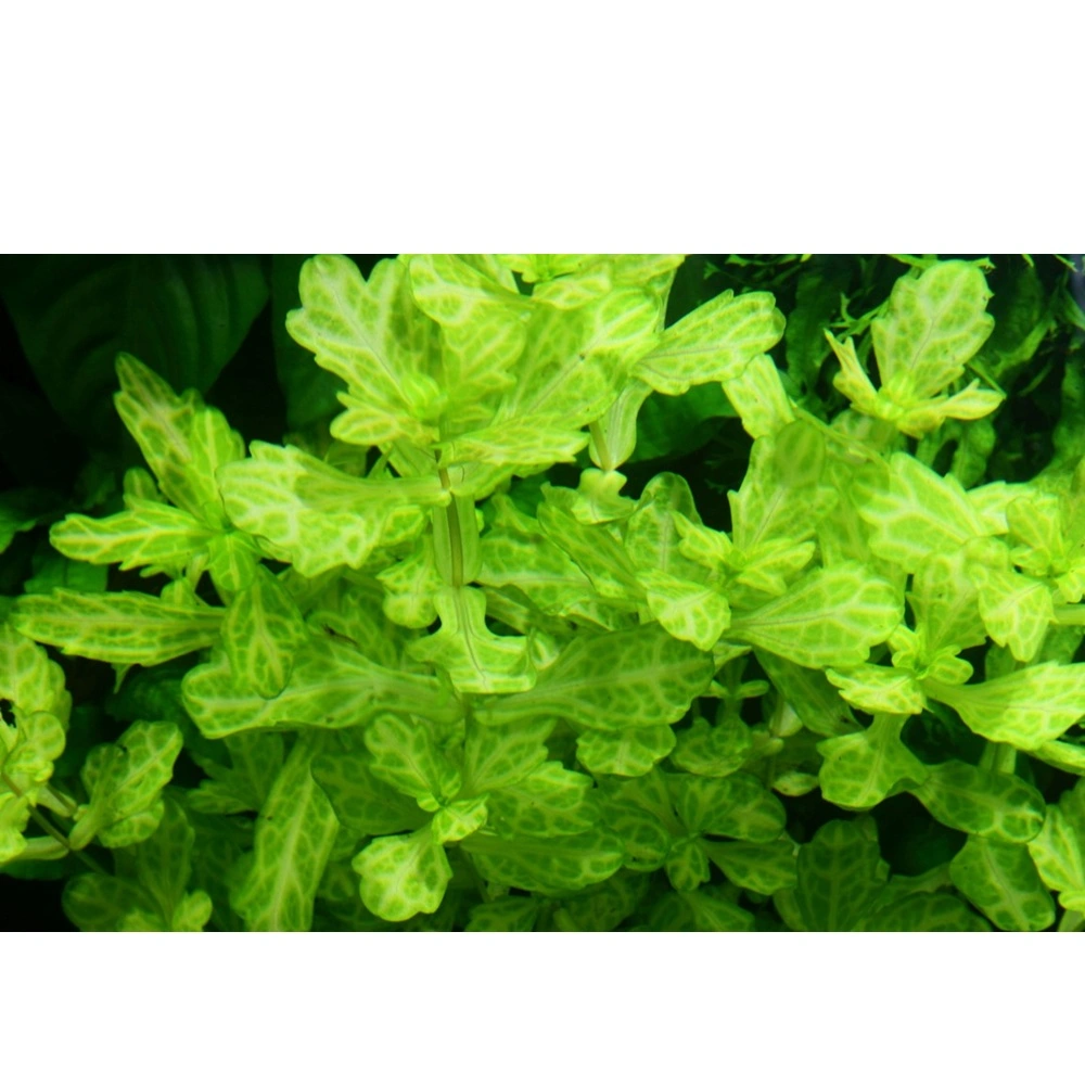 Tropica Akvarieplante i potte Shinnersia Rivularis Weiss-Grün