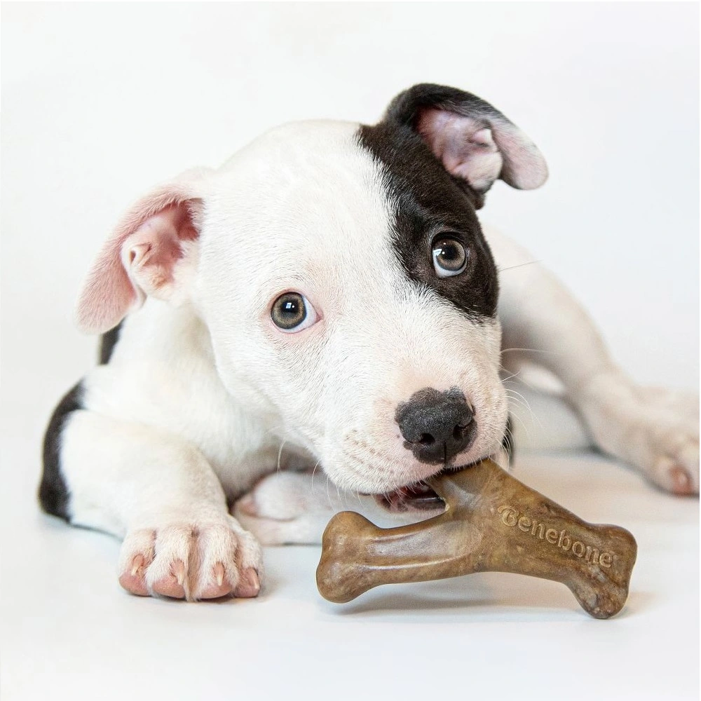 Benebone Puppy Wishbone Bacon S - hvalpe tyggeben med bacon