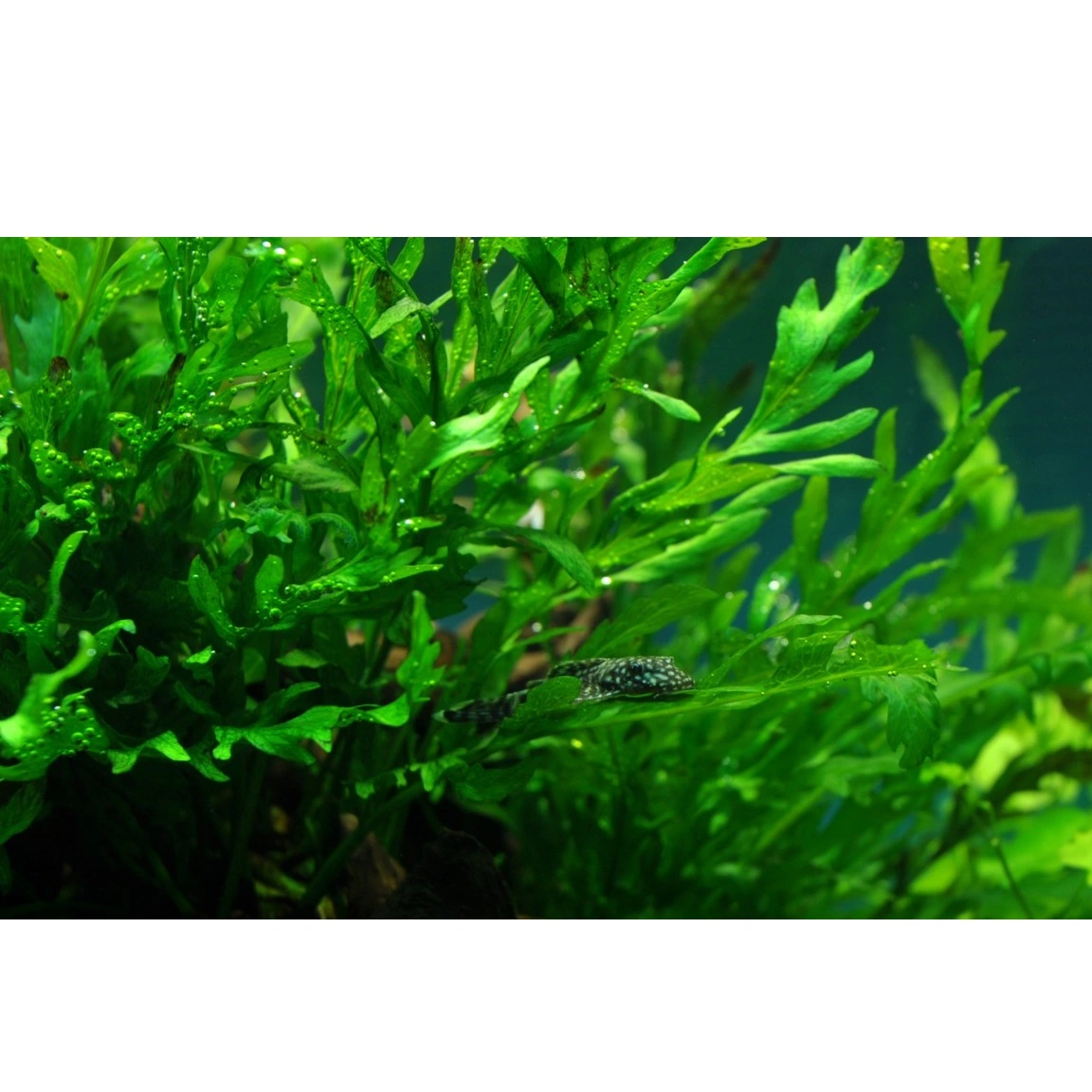 Tropica Akvarieplante i potte Bolbitis heudelotii