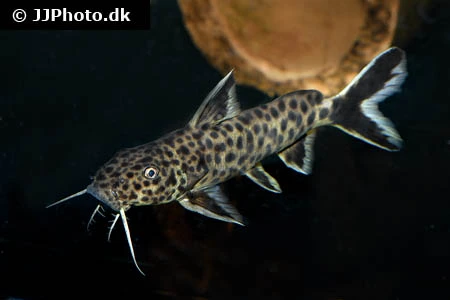 Dværg Fjerskægmalle (Synodontis petricola)