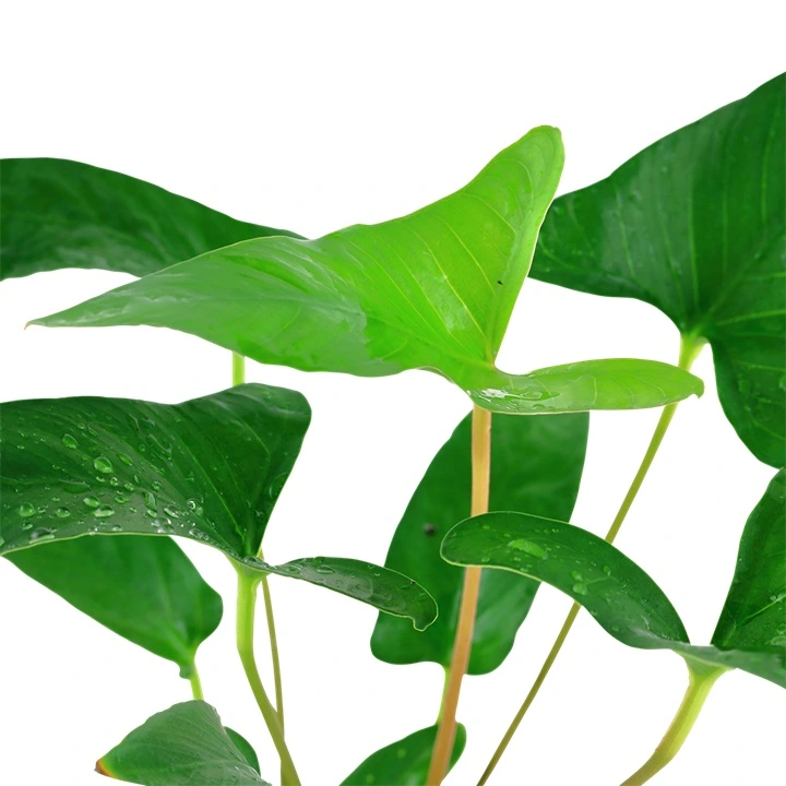 Tropica Akvarieplante i potte Anubias Gracilis