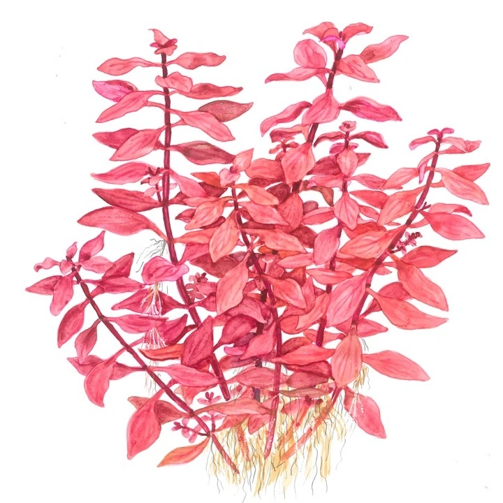 Tropica Akvarieplante i potte Ludwigia palustris Super Red