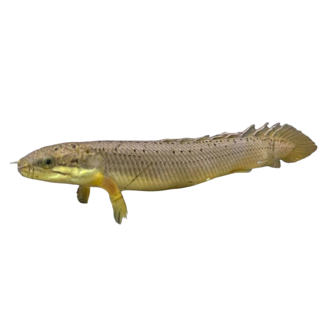 Polypterus Senegalus Senegal Bichir