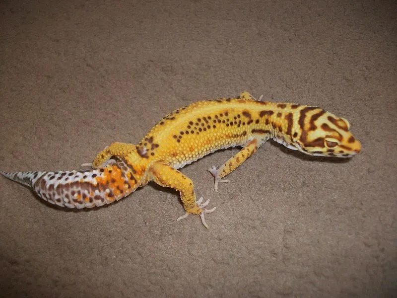 Eublepharis macularius Bell albino Leopardgekko