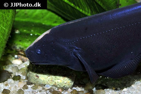 Black Ghost (Apteronotus albifrons)
