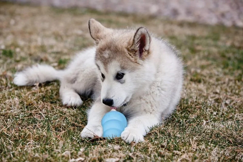 KONG Hundelegetøj Puppy Large 10 cm - blødt aktiveringslegetøj til hvalpe