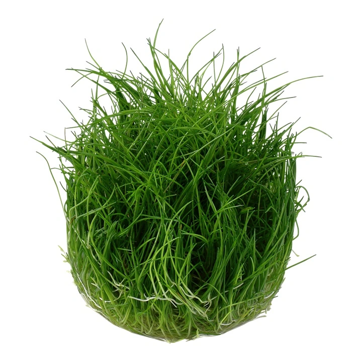 Tropica Eleocharis acicularis Mini 1-2-GROW x 3