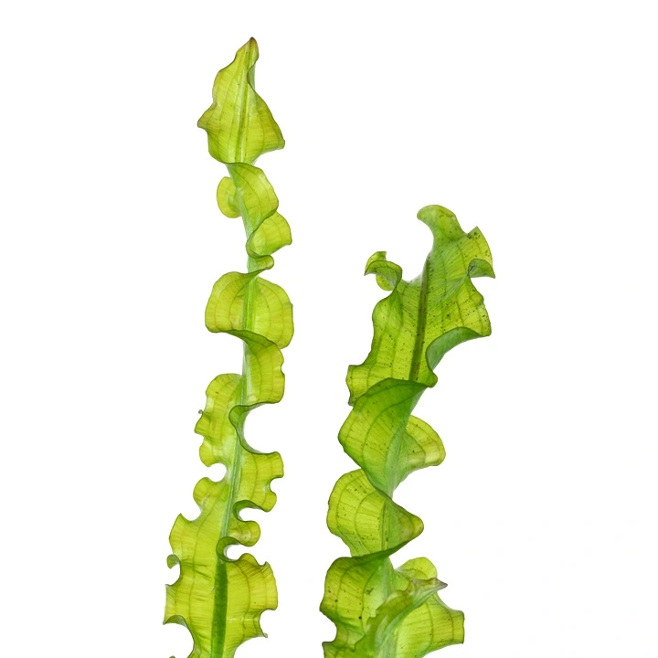 Tropica Akvarieplante Aponogeton longiplumulosus knold x 5