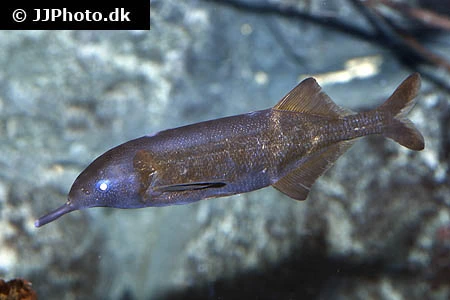 Elefantfisk (Gnathonemus petersii)