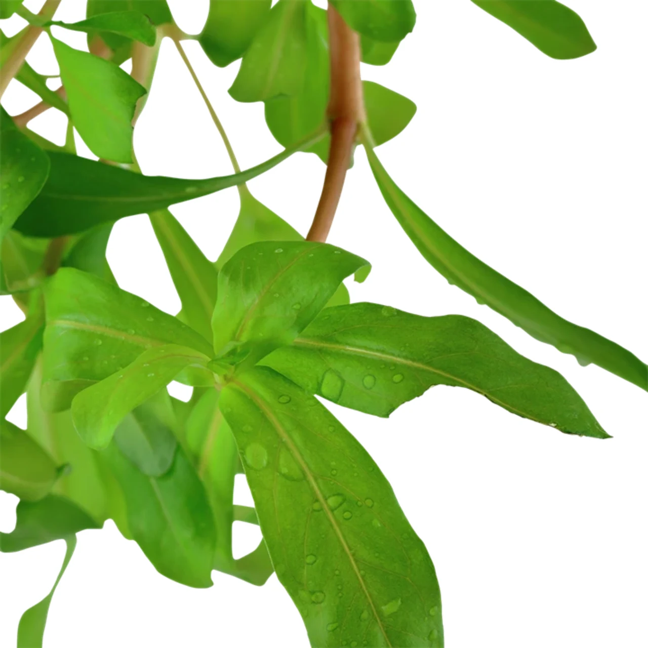 Tropica Akvarieplante i potte Ammannia crassicaulis