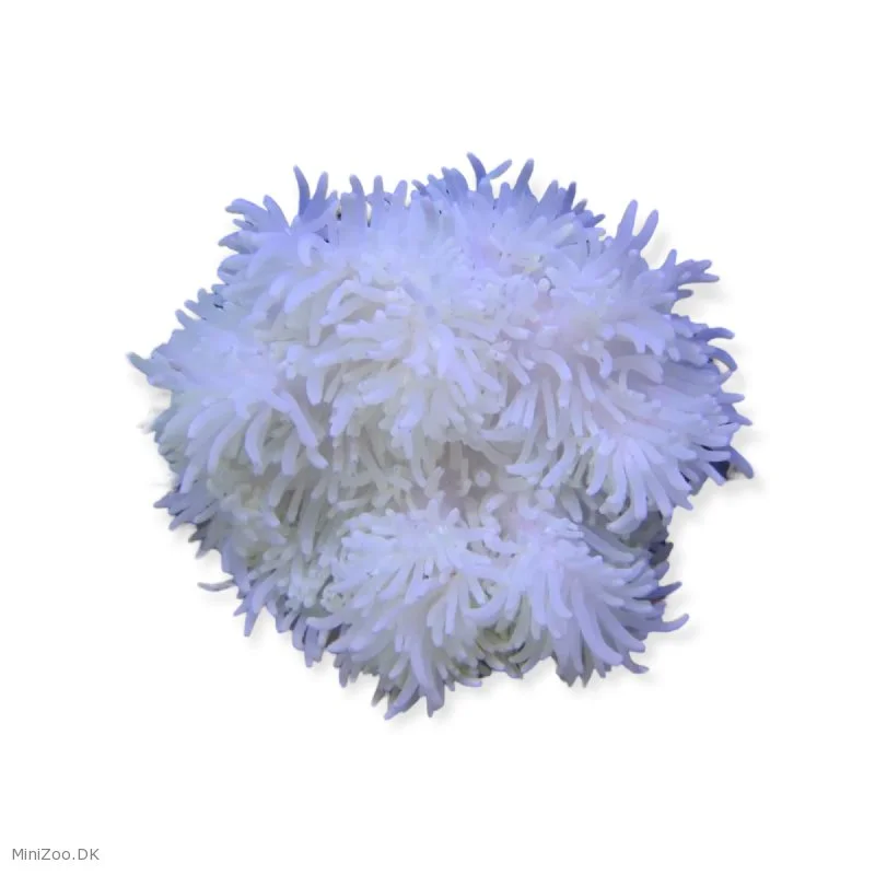 Radianthus Crispa Anemone