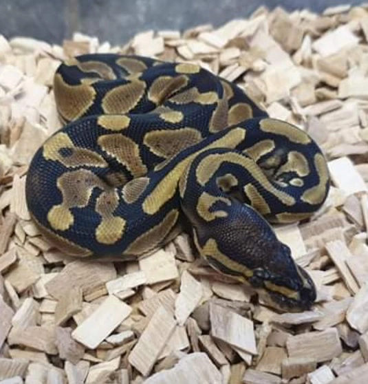 Kongepython (python regius) unge (normal/wild type) 0,1