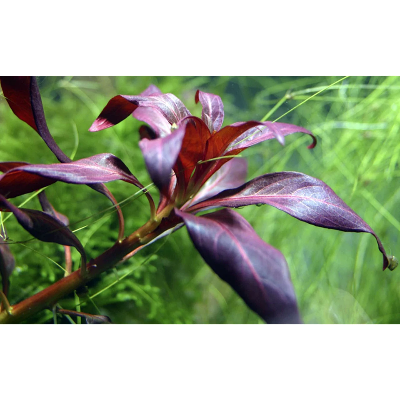 Tropica Akvarieplante i potte Ludwigia glandulosa