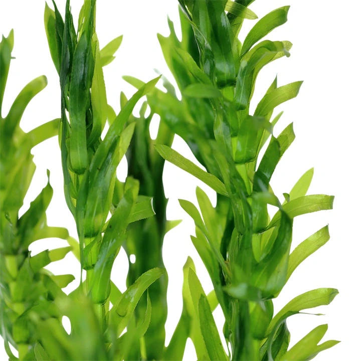 Tropica Egeria densa bundt plantestængler (Vandpest)