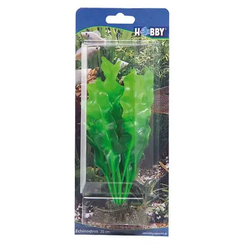 Hobby Echinodrus 20 cm