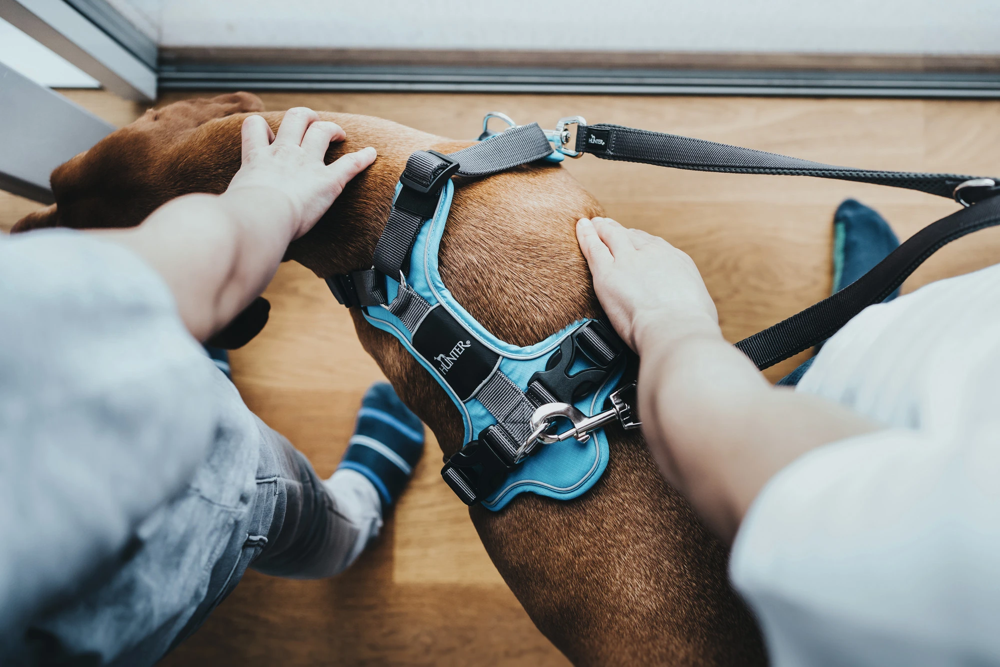Hunter Divo hundesele S-M lyseblå/grå just mave 52-68 cm - Fleksibel støtte og komfort