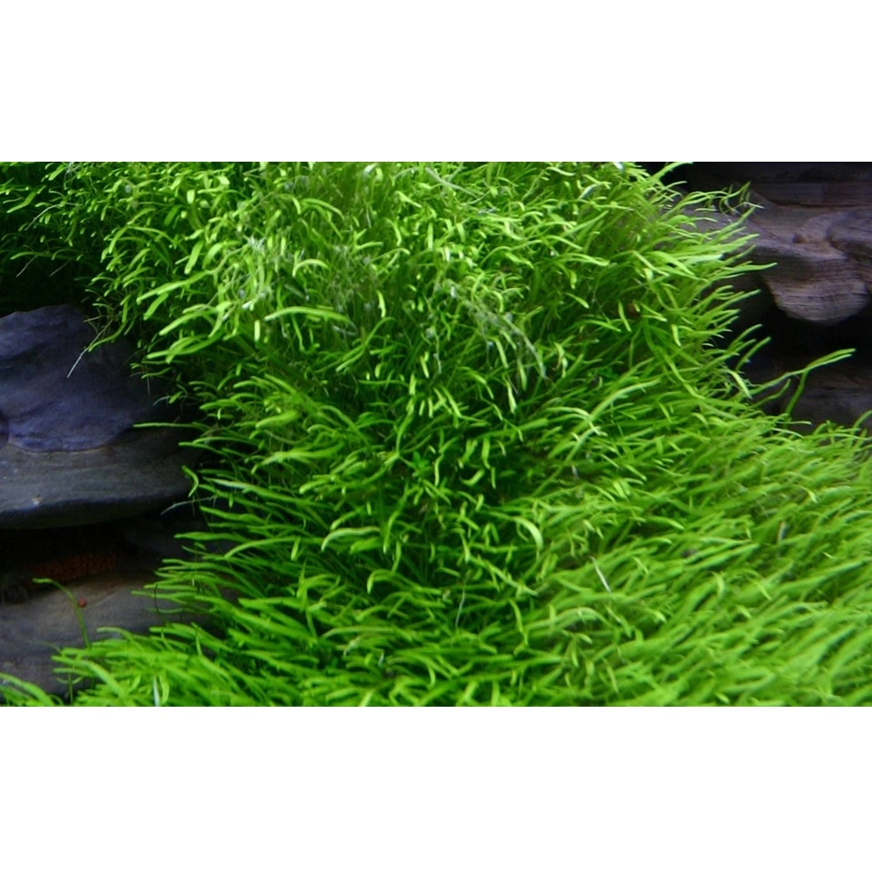 Tropica Utricularia graminifolia 1-2-GROW x 3