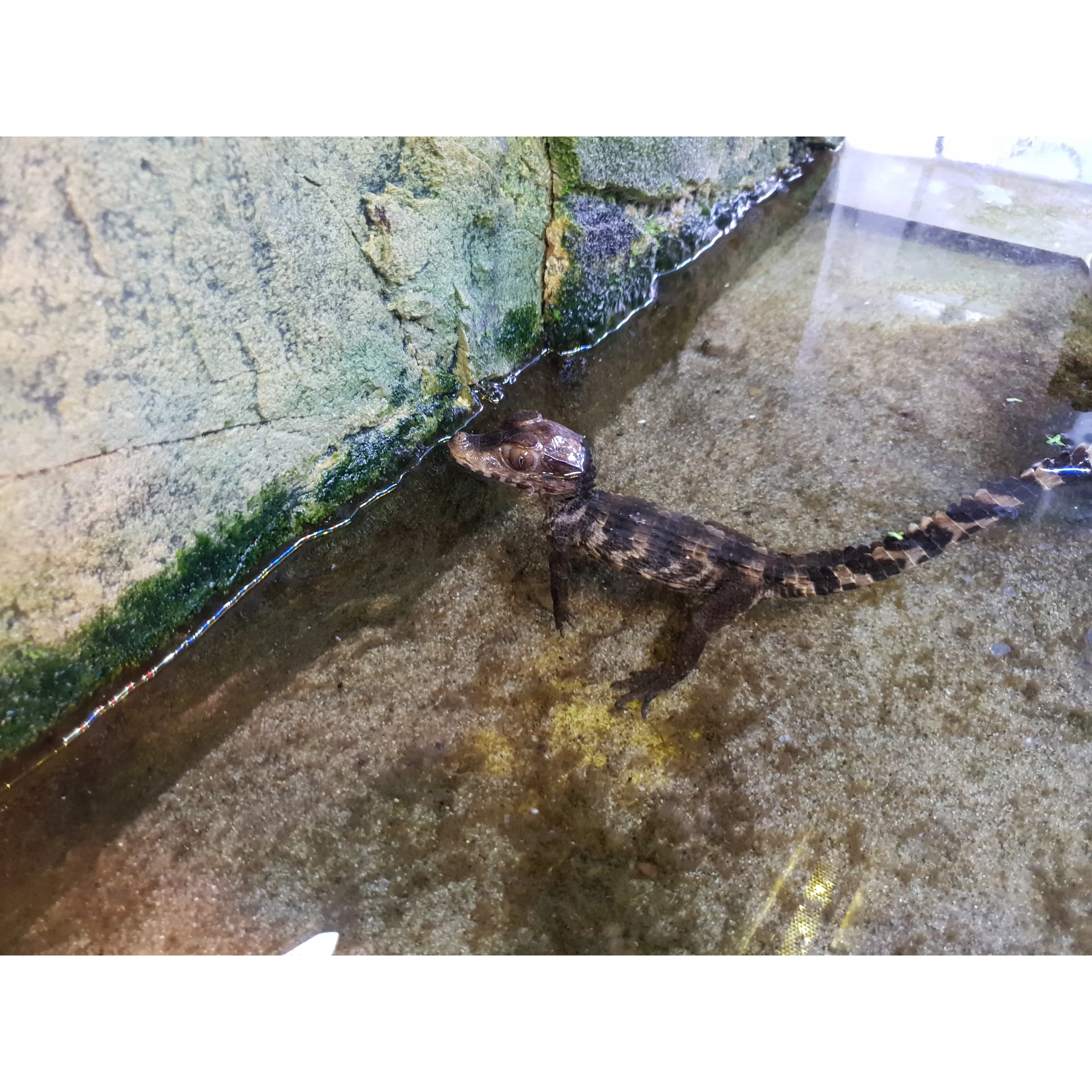 Dværg kaiman (Paleosuchus palbebrosus)