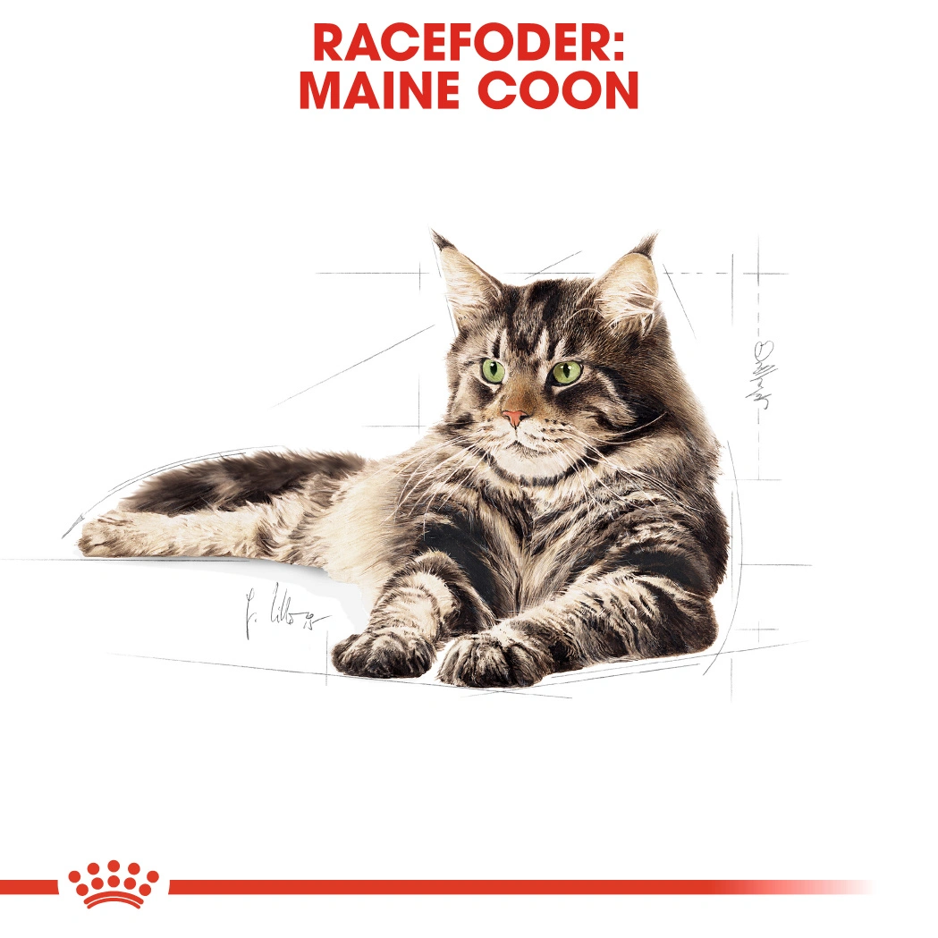 Royal Canin Maine coon Sovs - vådfoder 85 g