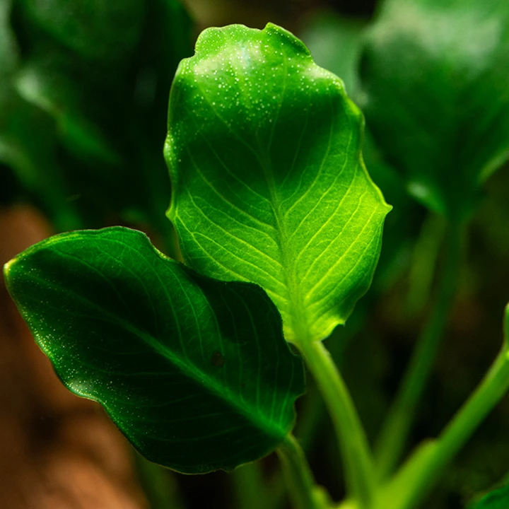 Tropica Akvarieplante i potte Anubias barteri variant nana Kirin