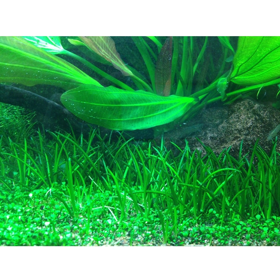 Tropica Littorella uniflora 1-2-GROW x 3