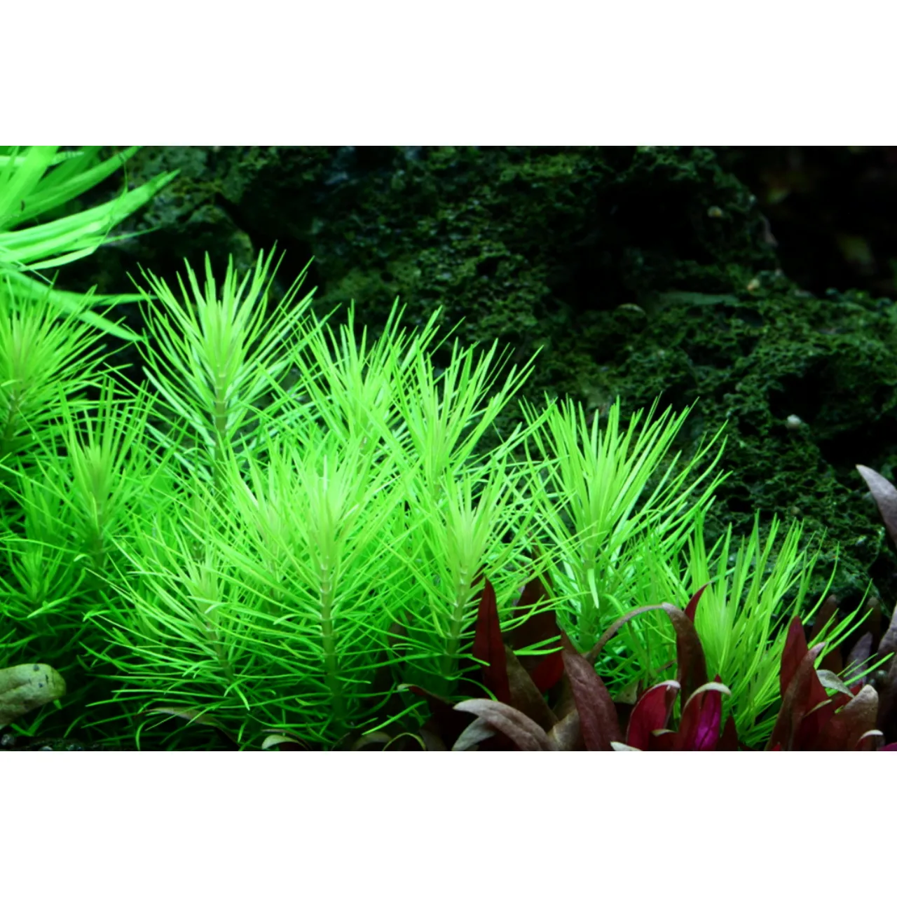 Tropica Akvarieplante i potte Pogostemon deccanensis