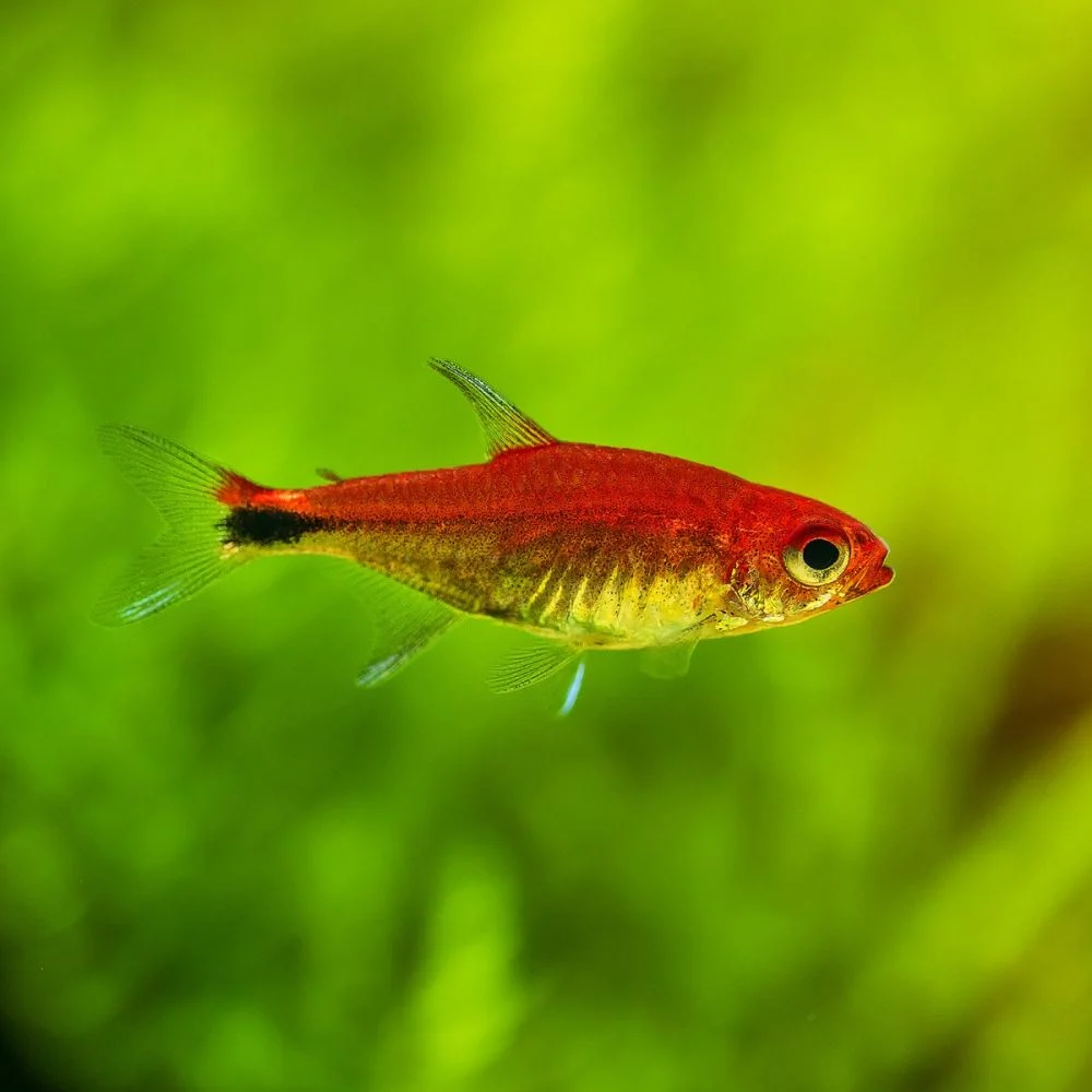 Ruby Tetra - Axelrodia riesei