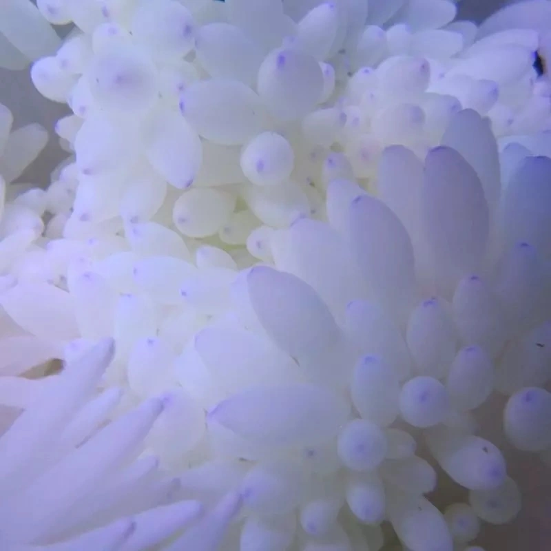 Radianthus Crispa Anemone
