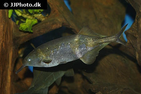 Elefantfisk (Gnathonemus petersii)