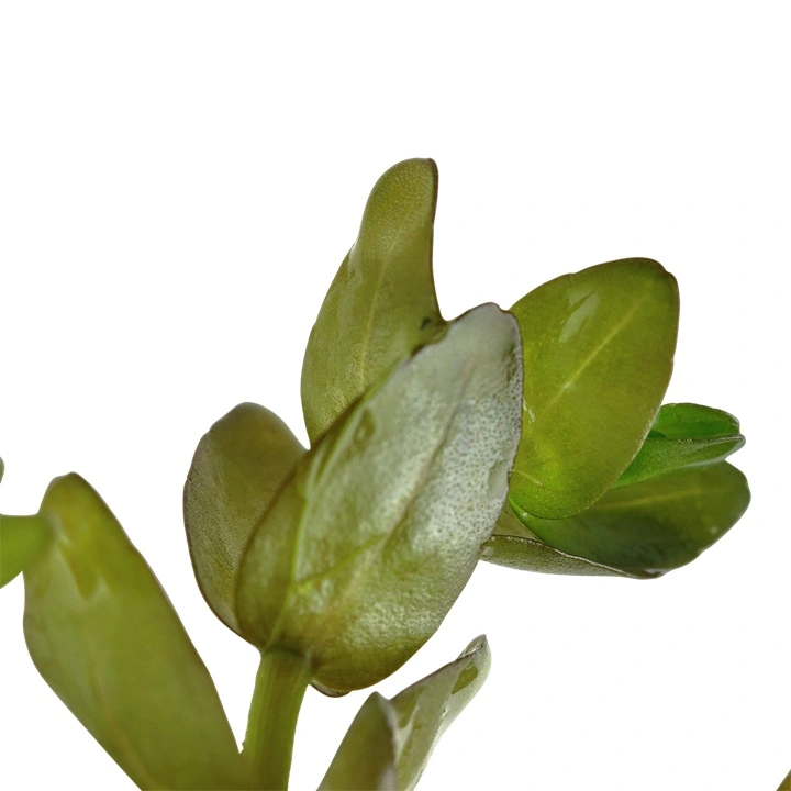 Tropica MiniPot Bacopa caroliniana