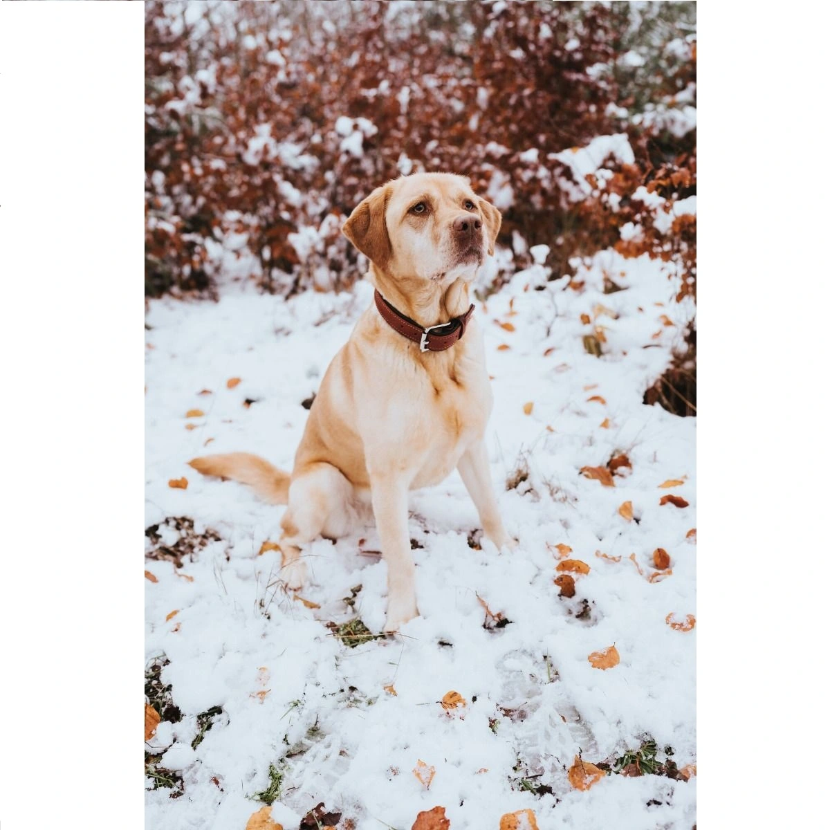 Hunter Canadian UP Hundehalsbånd Large 65 Cognac/Sort - 50-56 cm