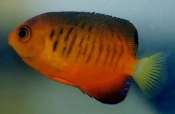 Centropyge shepardi