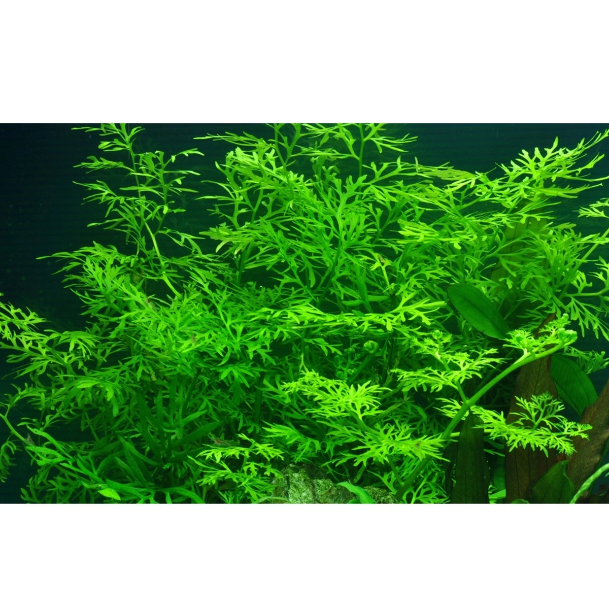 Tropica Akvarieplante i potte Ceratopteris thalictroides