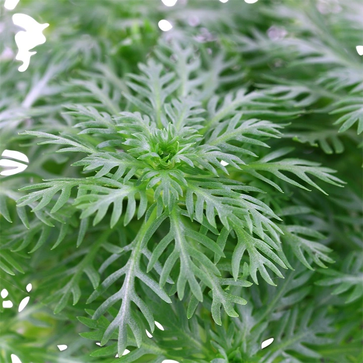 Tropica Akvarieplante i potte Hottonia palustris
