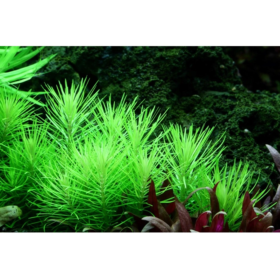 Tropica Pogostemon deccanensis 1-2-GROW x 3