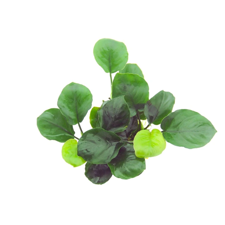 Tropica Akvarieplante i potte Anubias barteri Coin Leaf