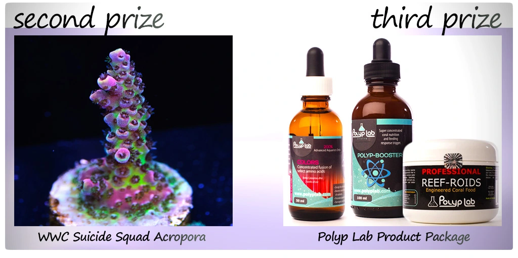 Polylab Colors 50 ml
